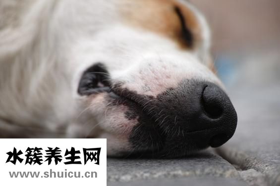 咸鴨蛋煮多久