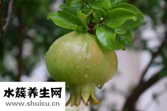 土豆的好處
