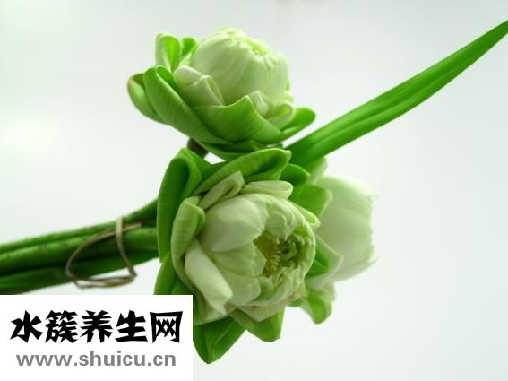 懷孕會頭疼嗎