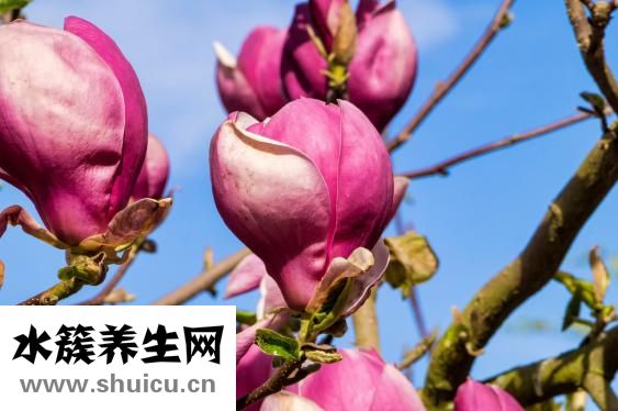 撕脫性骨折