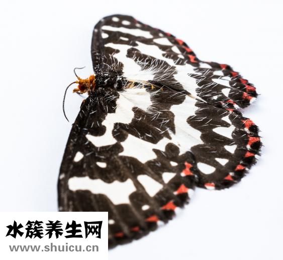夏枯草顆粒