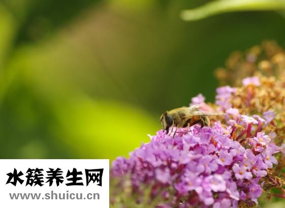 前庭神經炎