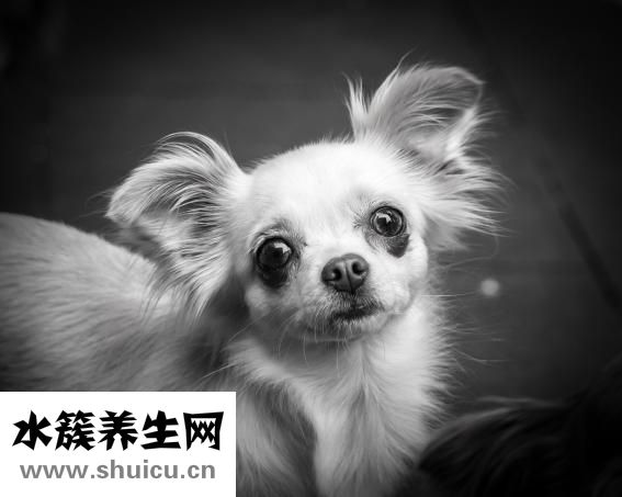 雙排牙怎么辦