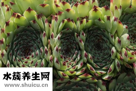 體脂計算器