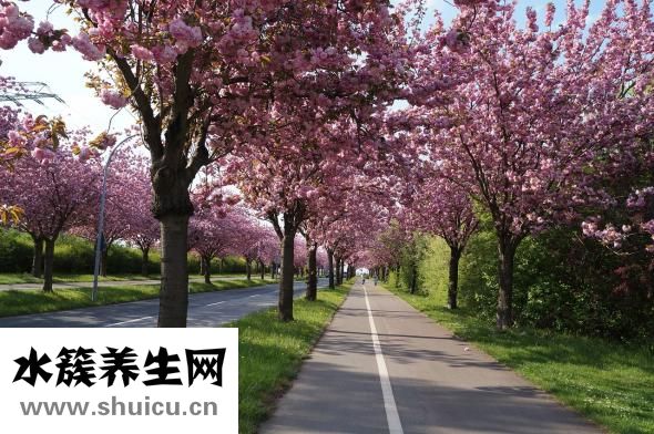 唐篩多少錢