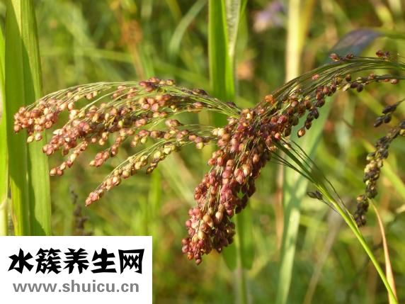 低血糖怎么調理