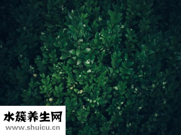 養生菌菇湯的做法