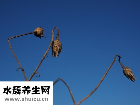 十大壯陽藥材