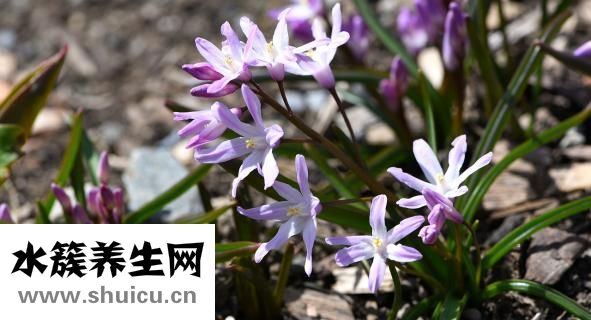 冠狀動脈造影