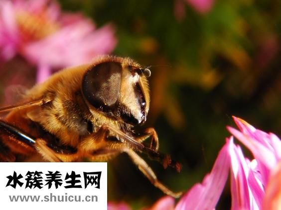 拔牙后頭疼