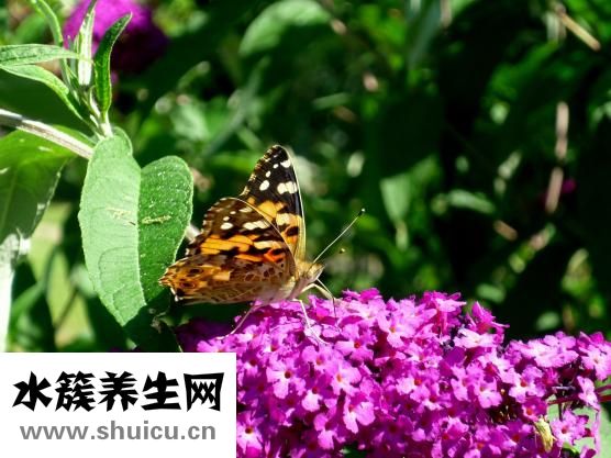 土茯苓煲龜