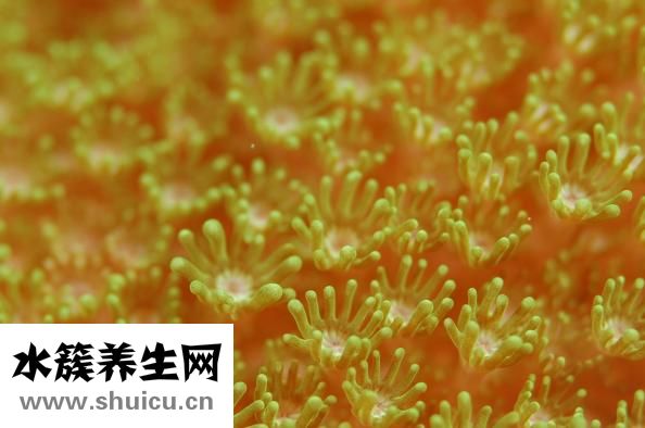 萬托林氣霧劑