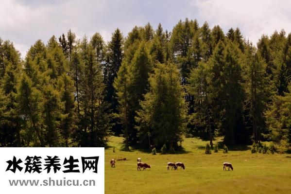 萬托林氣霧劑