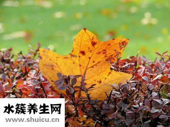 怎樣美容護膚