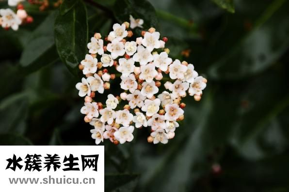 山楂干泡水