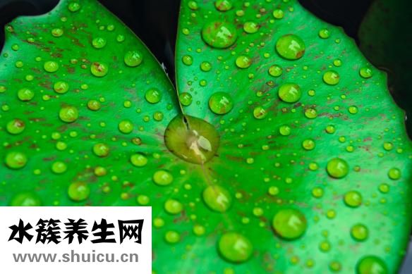 什么樣的荷葉