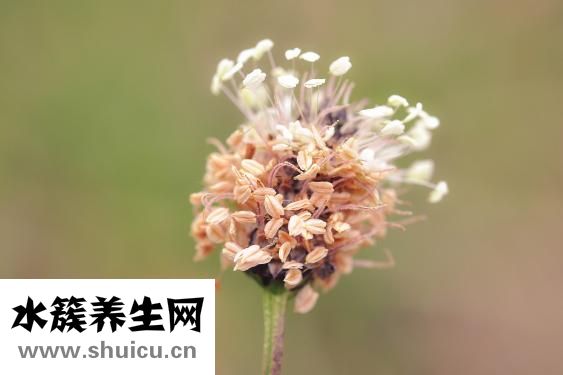 五淋化石膠囊