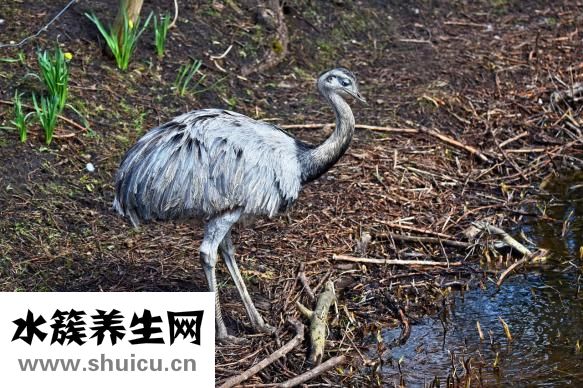 異形淋巴細胞