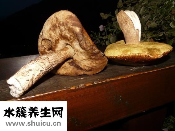 孕婦能吃芒果