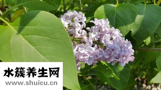 怎么腌咸鴨蛋