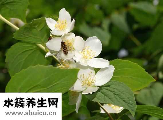 十大降壓茶