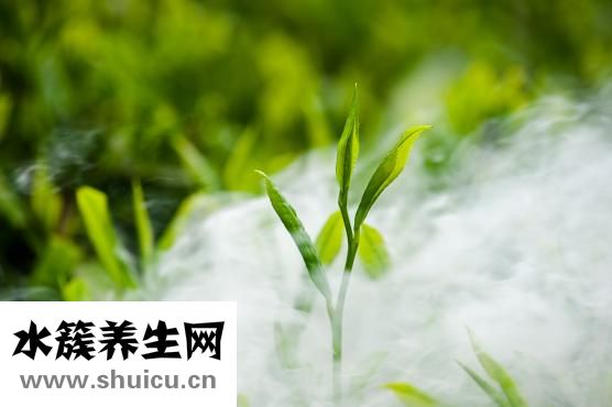 十大降壓茶