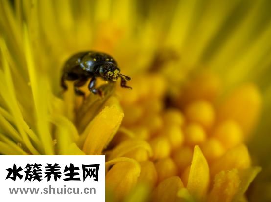心血管系統包括