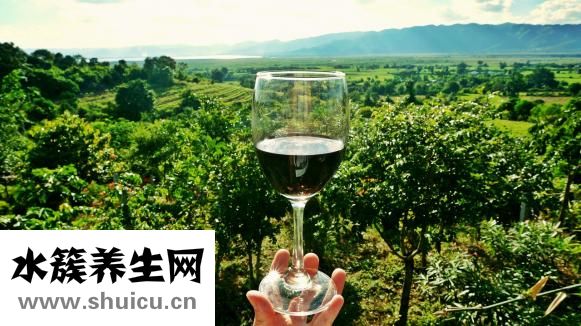 心血管系統包括