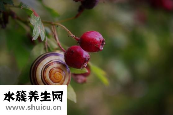 養胃吃什么好