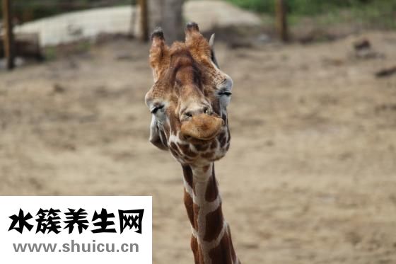 頭暈渾身無力