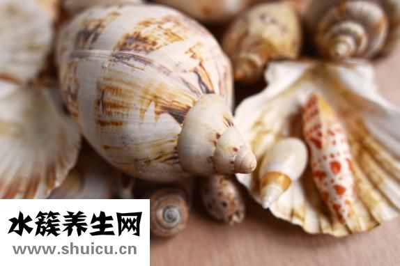 扇貝蒸多久
