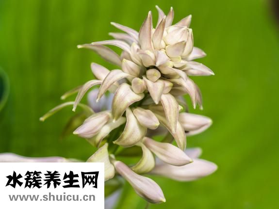 中醫養胃茶