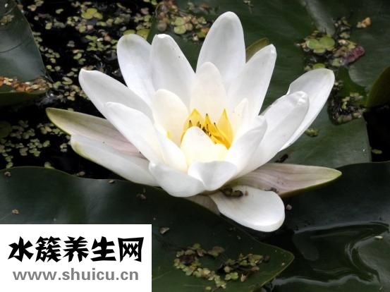 世界三大飲品