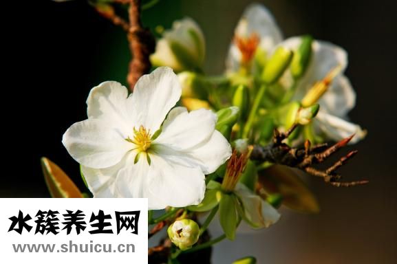 五谷雜糧養生粥