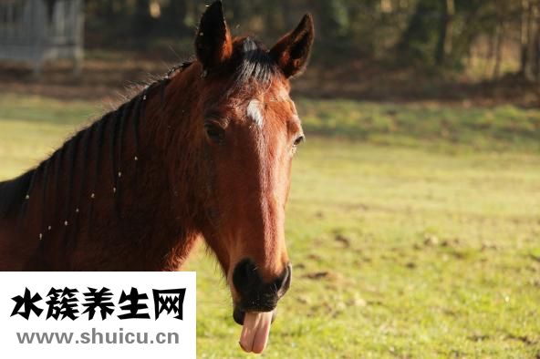山藥燉豬蹄