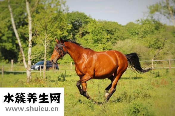 山藥燉豬蹄