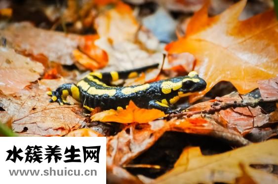失眠如何治