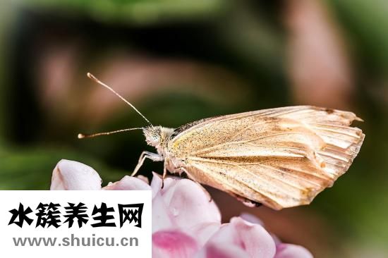 岳肥濕白癢
