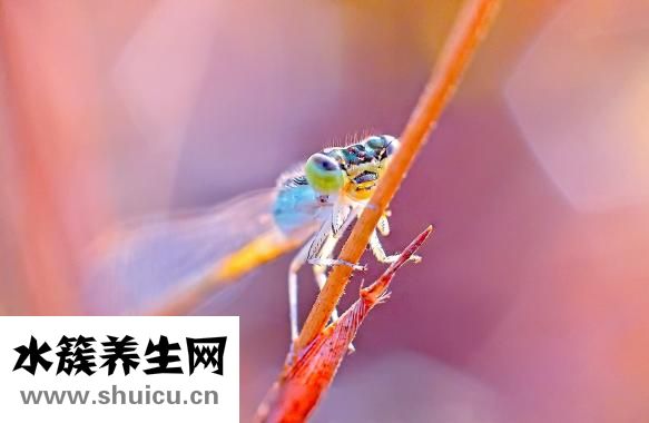 尿感寧顆粒