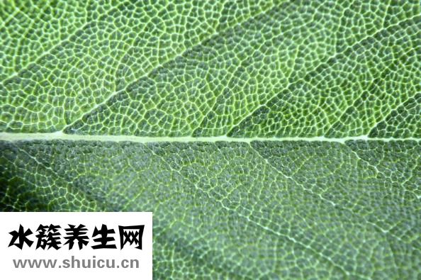 鳳仙花染指甲