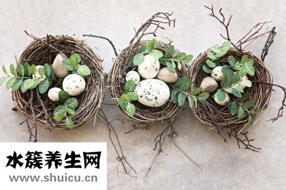 巢工廠燕窩