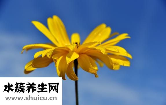 小米燉海參
