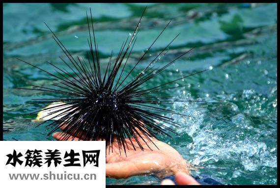 小米燉海參
