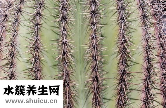 學輪滑的好處