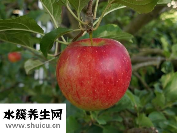 土豆的營養