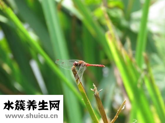 尿感寧顆粒