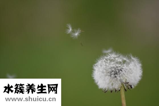 小薊草圖片
