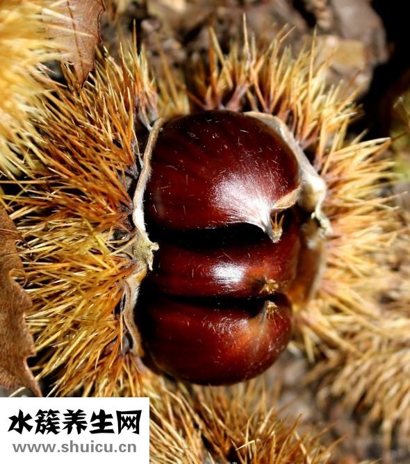 發芽的板栗還能吃嗎