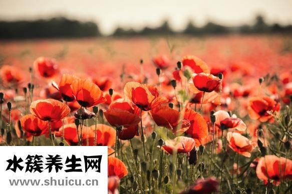 涼拌西葫蘆絲