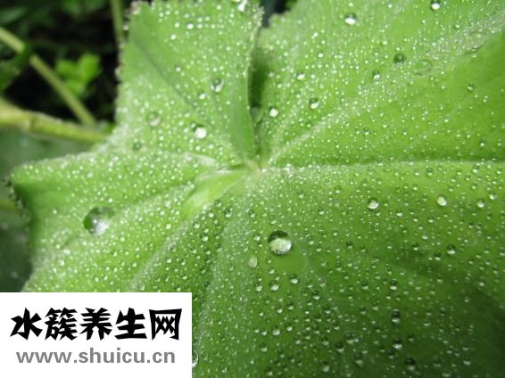 涼拌西葫蘆絲